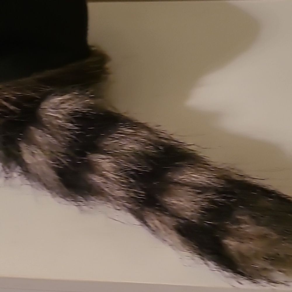 Coonskin Cap - Picture 6 of 6